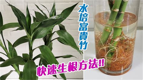 水 種 富貴 竹|富貴竹變黃原因&預防方法，富貴竹風水擺放&培植方法 – 樂語雅閣